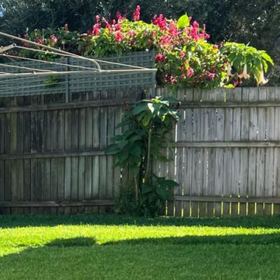 Ryan's Margate backyard freshly mowed